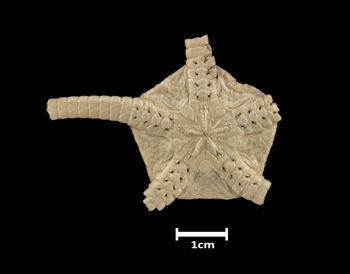 Media type: image;   Invertebrate Zoology OPH-452 Aspect: ventral